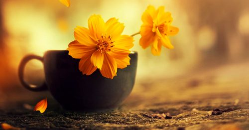 Vì sao cô đơn là cảnh giới cao nhất của đời người? 101